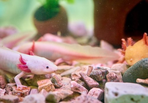 xolokali-refugio-del-ajolote